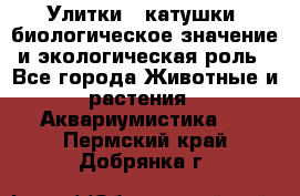 Улитки – катушки: биологическое значение и экологическая роль - Все города Животные и растения » Аквариумистика   . Пермский край,Добрянка г.